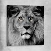 Animal wall art and canvas prints of Noble Lion Portrait on a stretched canvas