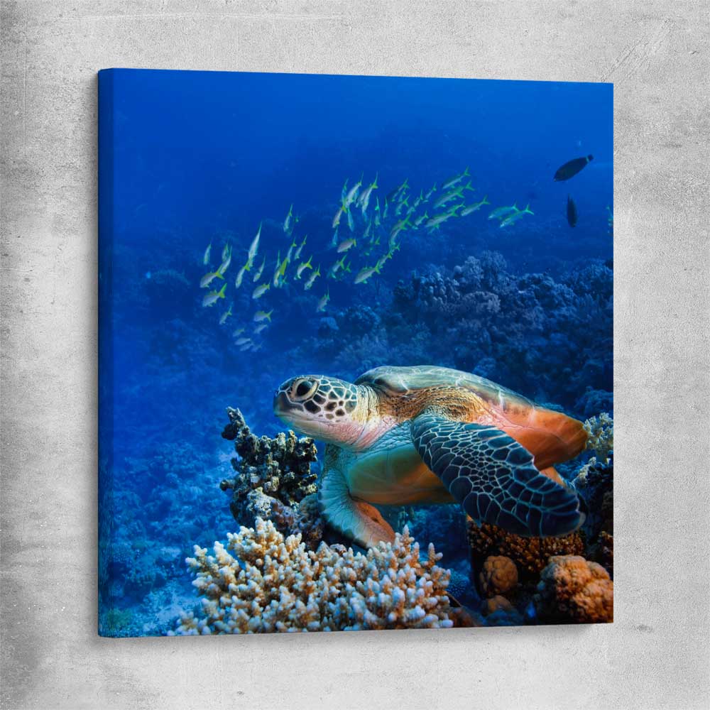 Animal wall art and canvas prints of Ocean Turtle Reef on a stretched canvas