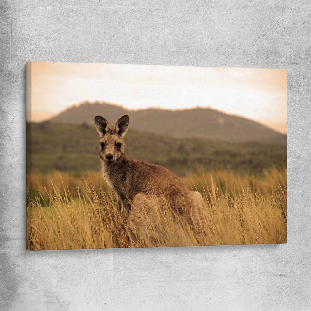 Animal wall art and canvas prints of Outback Kangaroo on a stretched canvas
