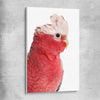 Animal wall art and canvas prints of Pink Cockatoo on a stretched canvas