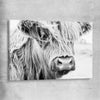 Animal wall art and canvas prints of Quiet Highland Cow on a stretched canvas