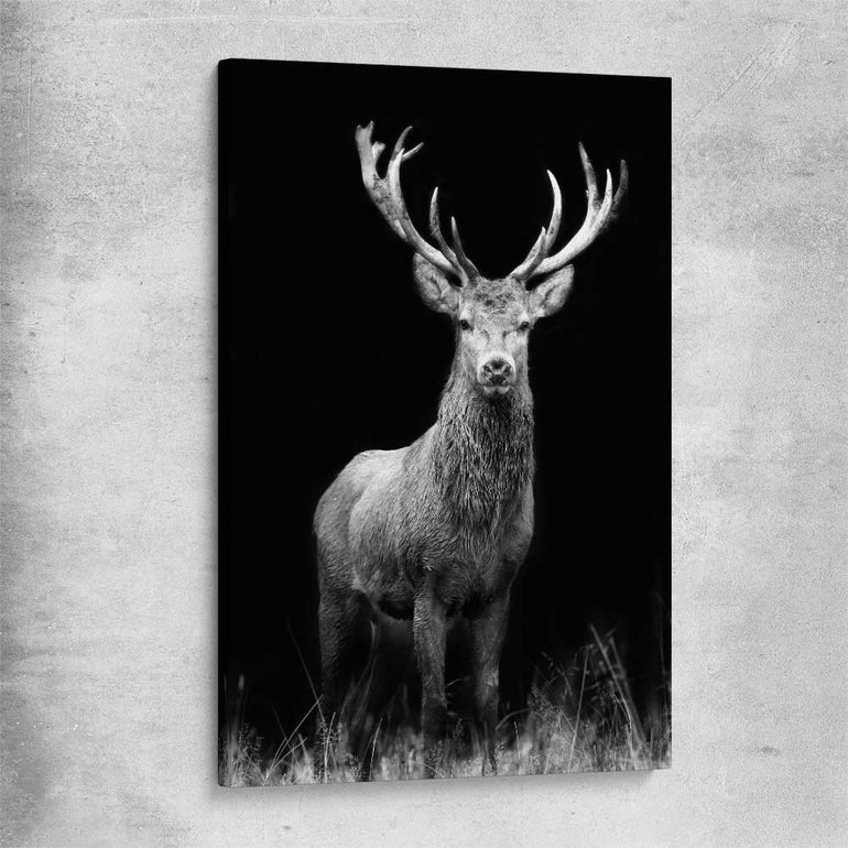 Animal wall art and canvas prints of Red Deer Gaze on a stretched canvas
