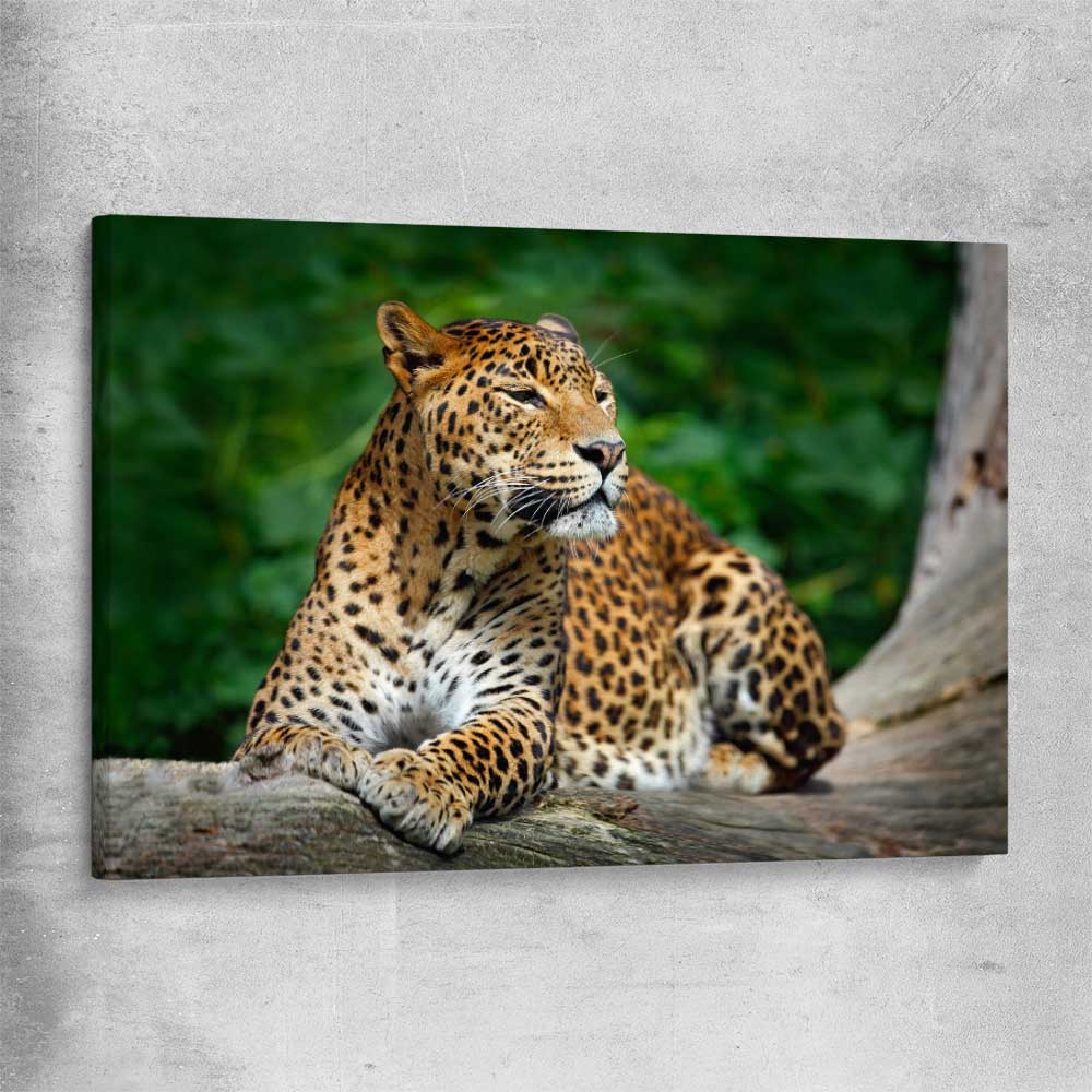 Animal wall art and canvas prints of Resting Leopard on a stretched canvas