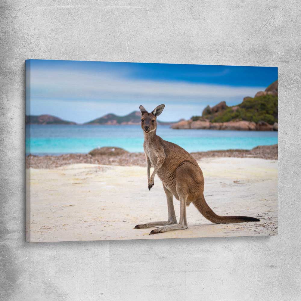 Animal wall art and canvas prints of Shoreline Kangaroo on a stretched canvas