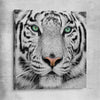 Animal wall art and canvas prints of Silent White Tiger on a stretched canvas