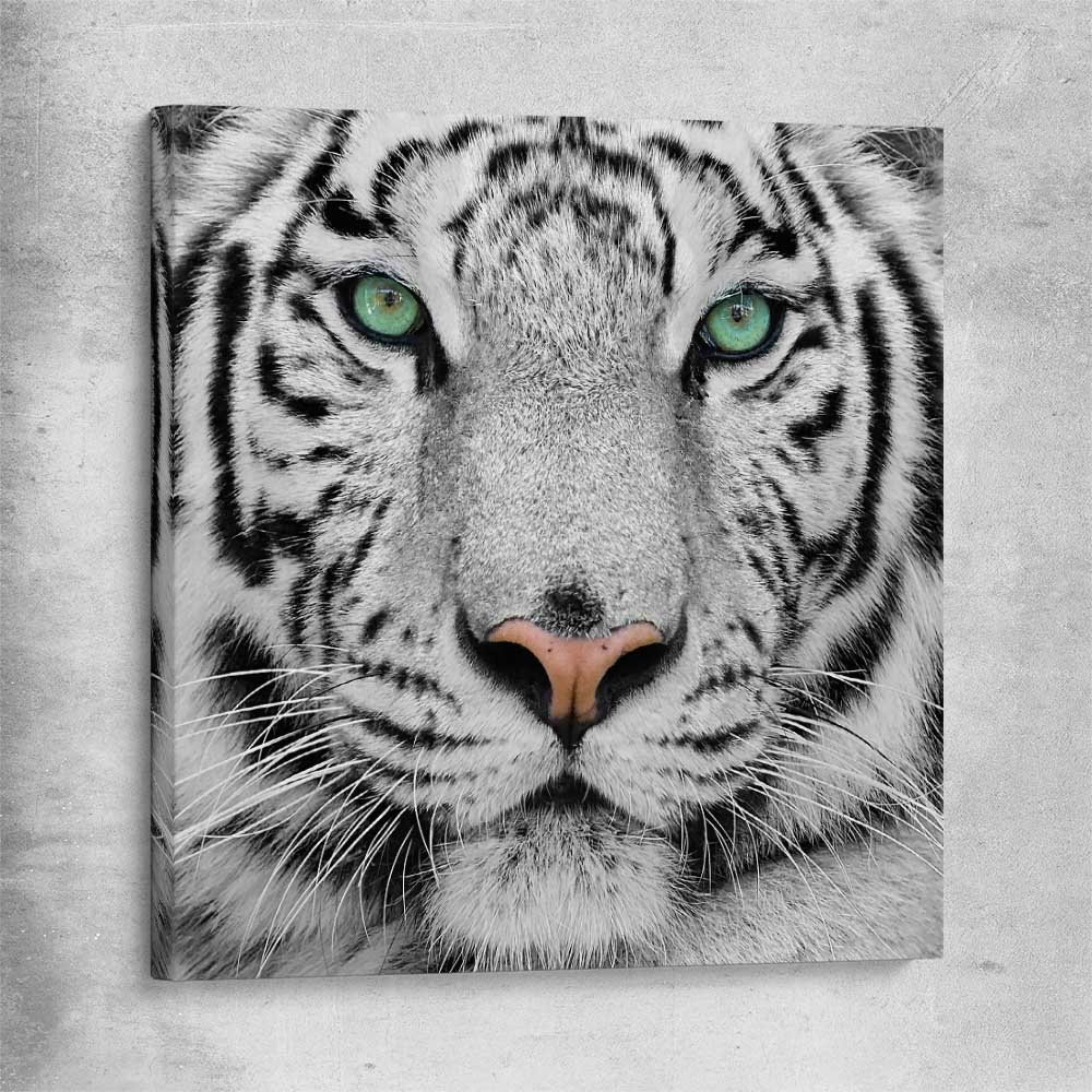 Animal wall art and canvas prints of Silent White Tiger on a stretched canvas