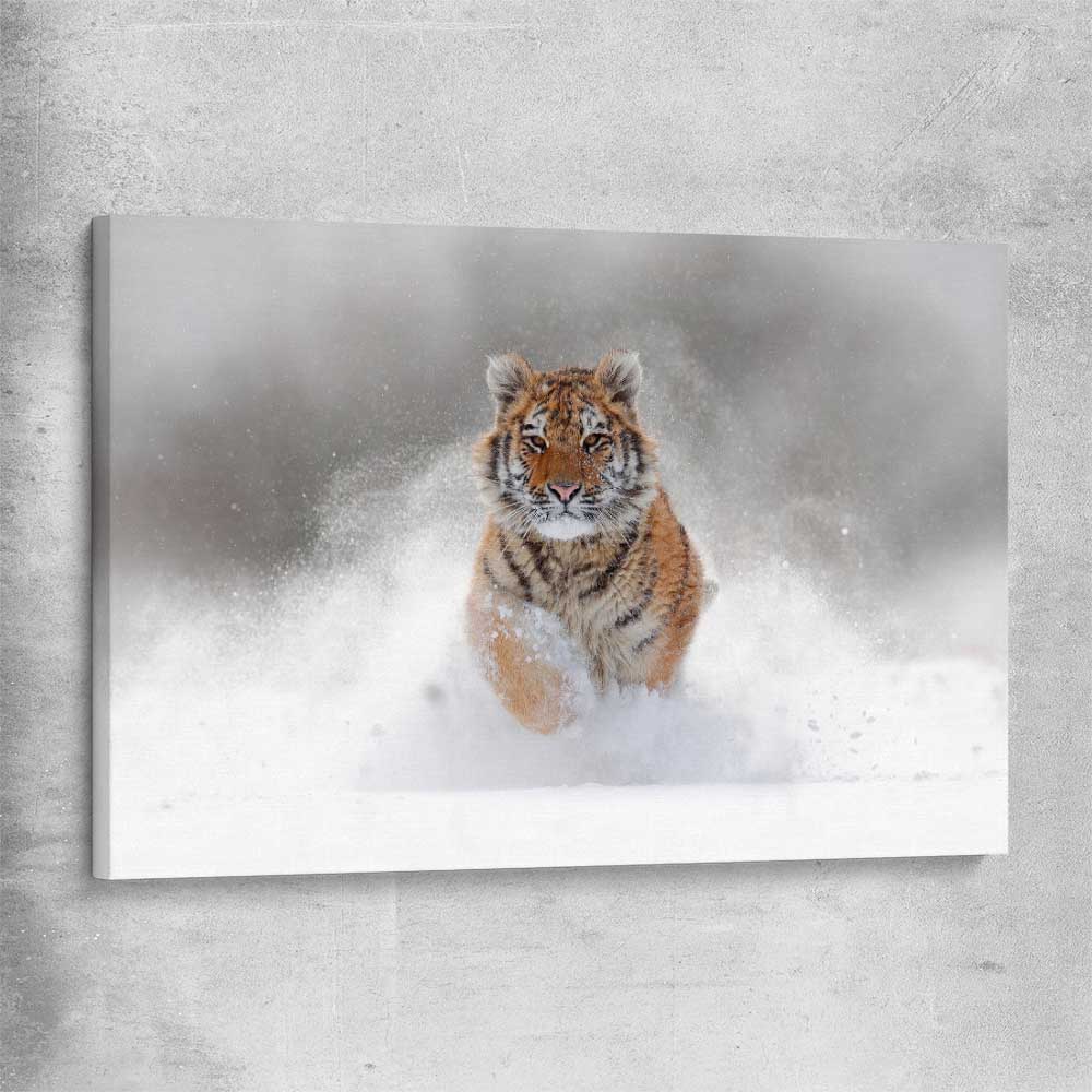 Animal wall art and canvas prints of Snow Tiger Charge on a stretched canvas