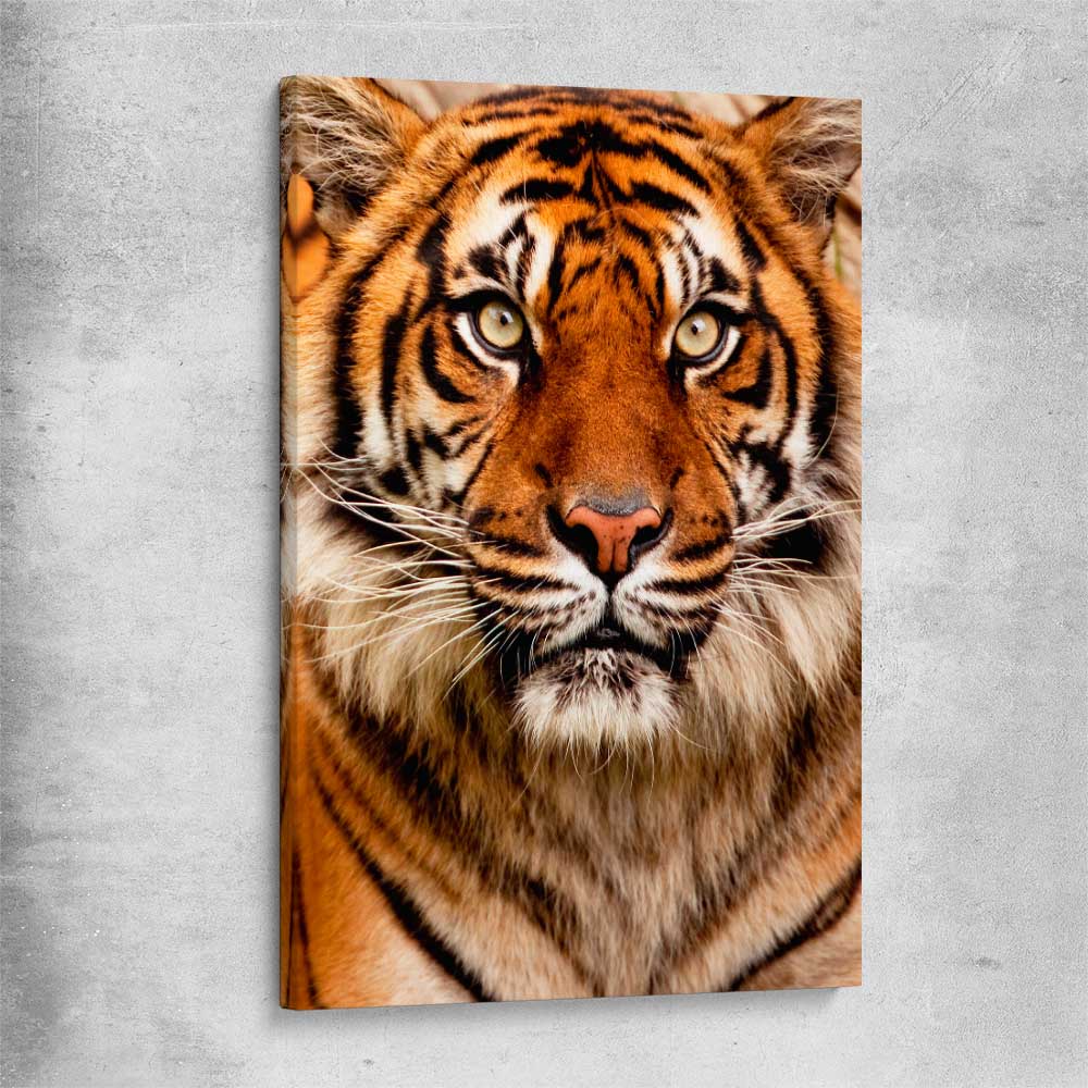 Animal wall art and canvas prints of Tiger Silent Power on a stretched canvas