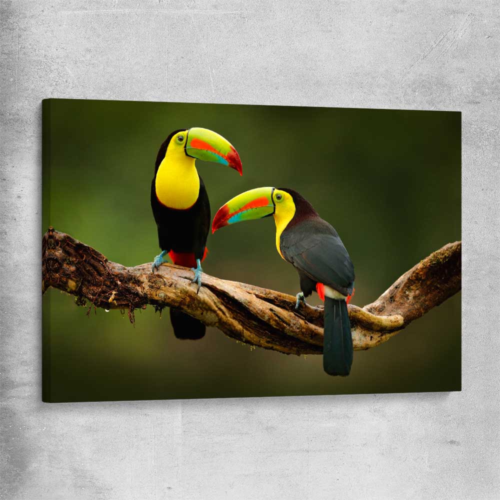 Animal wall art and canvas prints of Tropical Toucan Pair on a stretched canvas