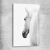 Animal wall art and canvas prints of White Horse Elegance on a stretched canvas