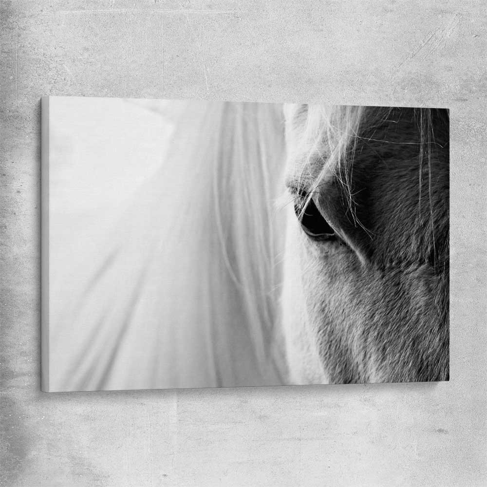 Animal wall art and canvas prints of White Horse Grace on a stretched canvas