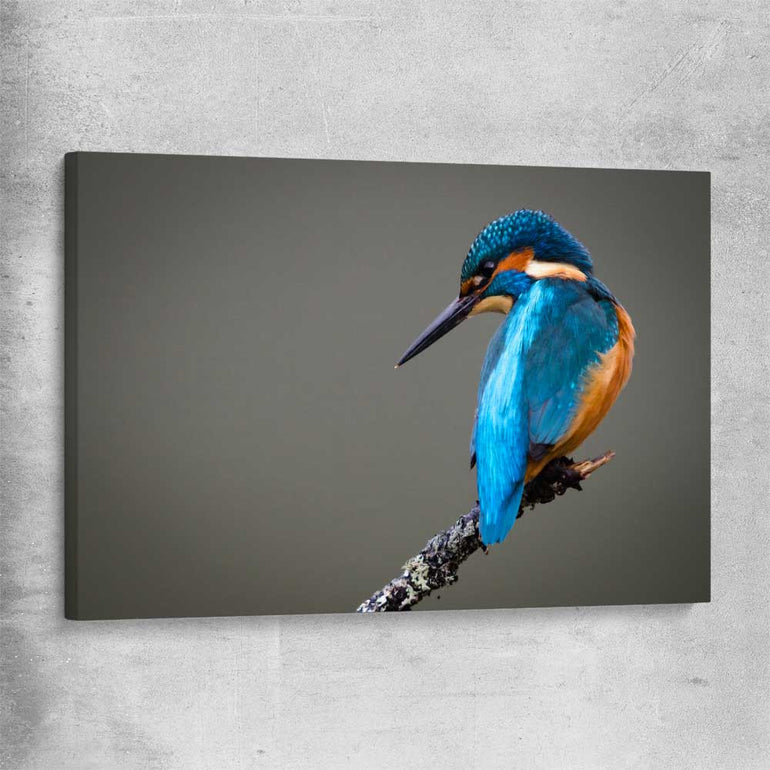 Animal wall art and canvas prints of Wild Kingfisher on a stretched canvas