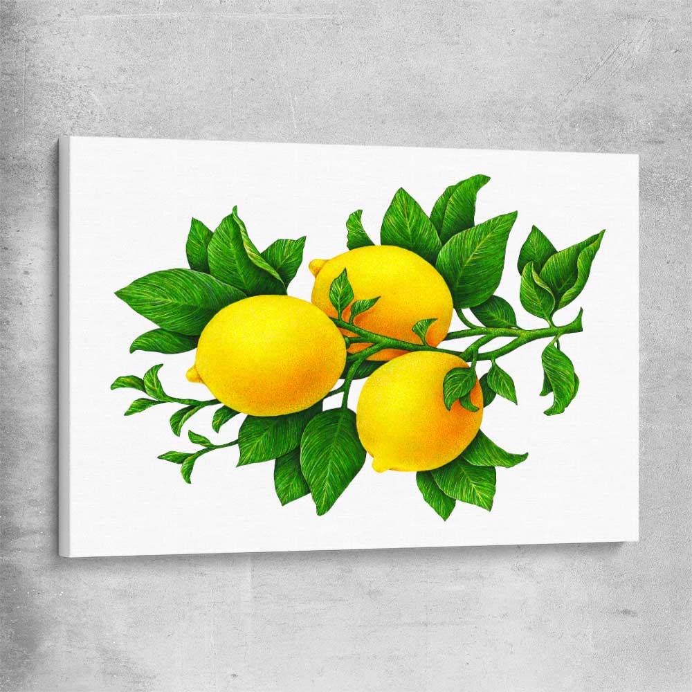 Lemon Botanical stretched canvas is a colourful and stylish canvas wall art and print suited for the kitchen area