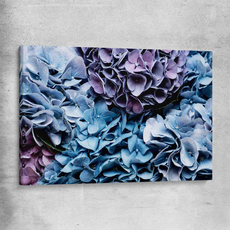 Floral print of Blue Hydrangea on a stretched canvas