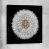 Inspirational wall art print of Isolated Dandelion on a stretched canvas