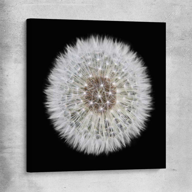 Inspirational wall art print of Isolated Dandelion on a stretched canvas