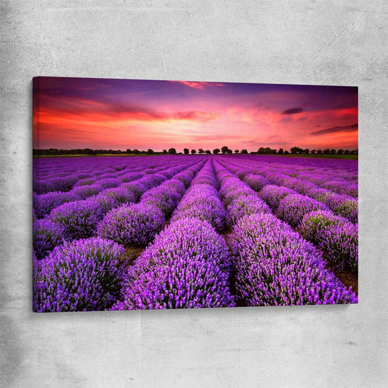 Floral print of Lavender Field on a stretched canvas