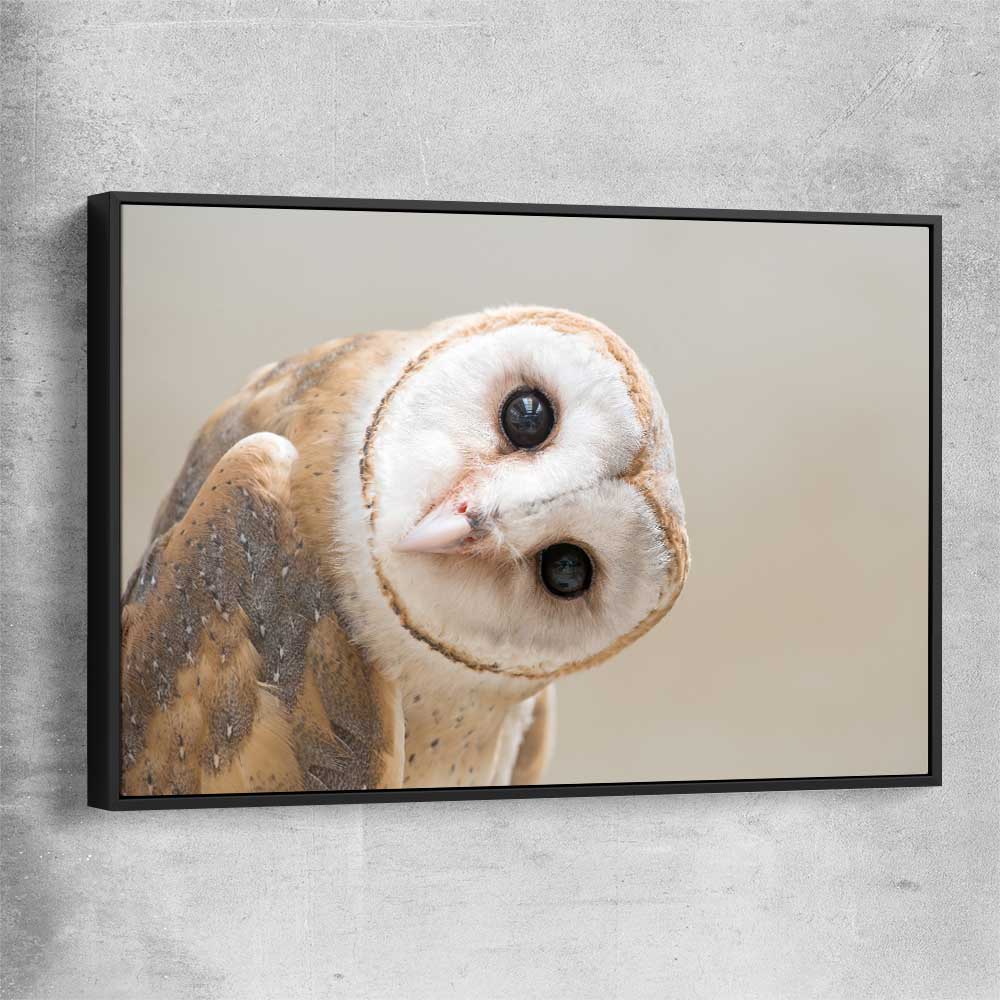 Animal wall art and canvas prints of Barn Owl Gaze with black framed canvas