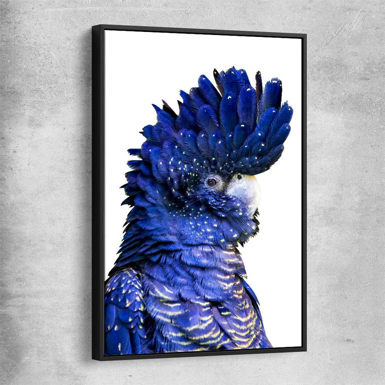 Animal wall art and canvas prints of Black Cockatoo Two with black framed canvas