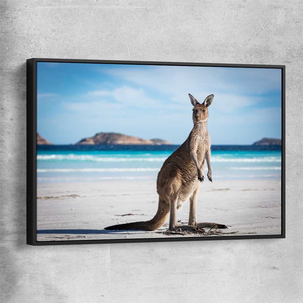 Animal wall art and canvas prints of Coastal Kangaroo Gaze with black framed canvas