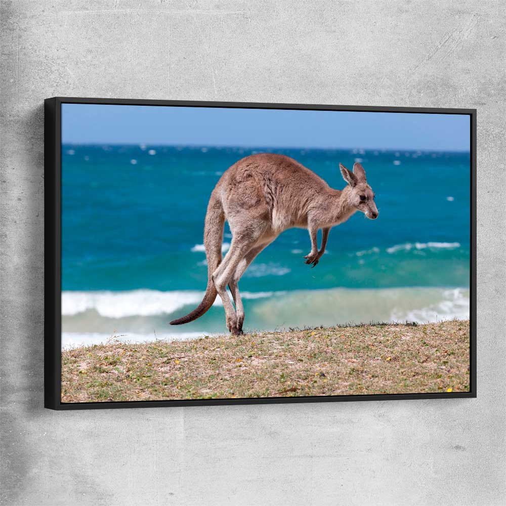 Animal wall art and canvas prints of Coastal Kangaroo Leap with black framed canvas
