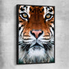 Animal wall art and canvas prints of Golden Tiger Gaze with black framed canvas