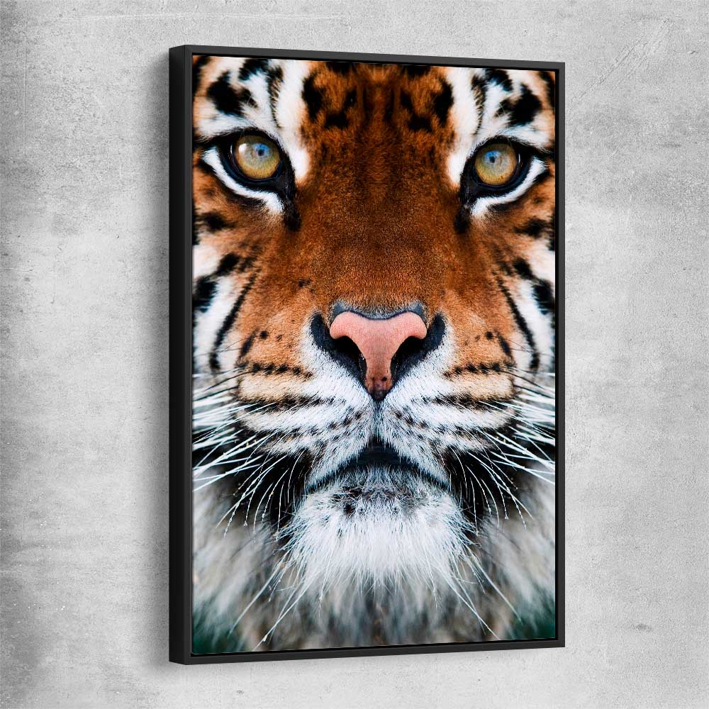 Animal wall art and canvas prints of Golden Tiger Gaze with black framed canvas