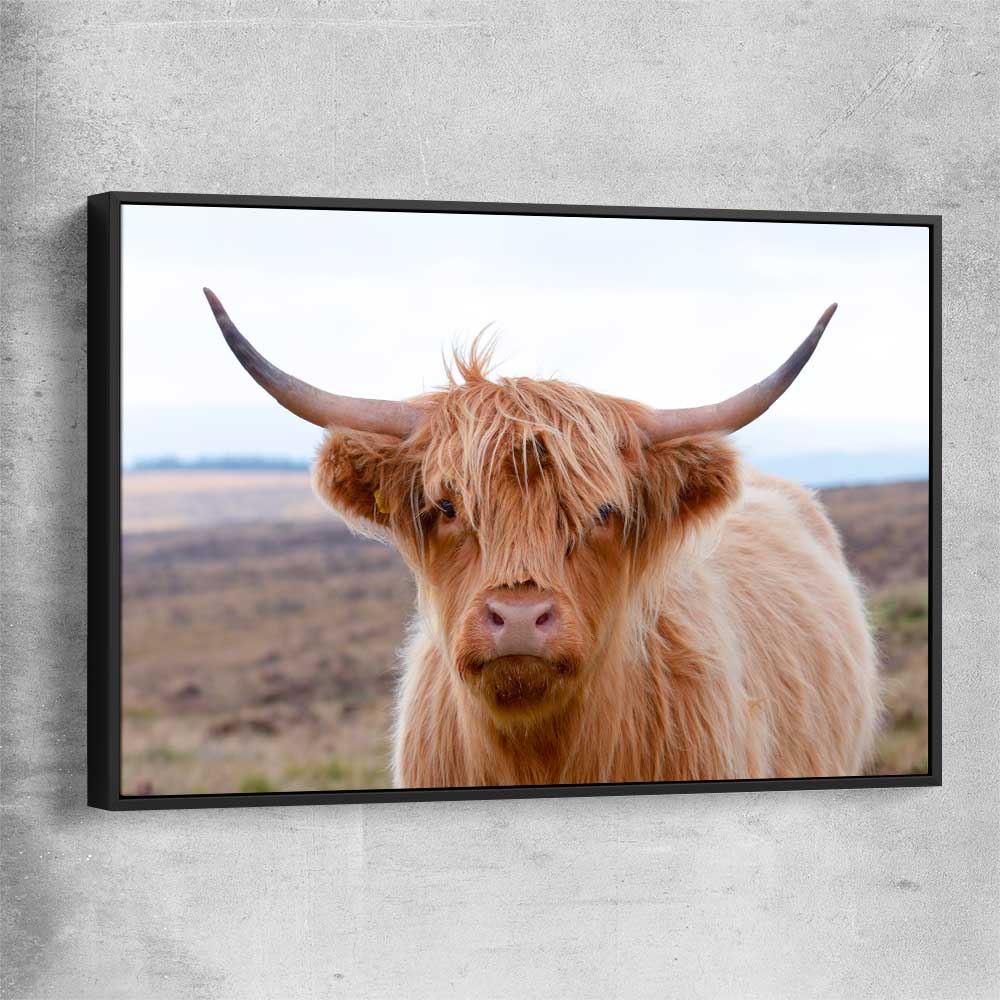 Animal wall art and canvas prints of Highland Wanderer with black framed canvas