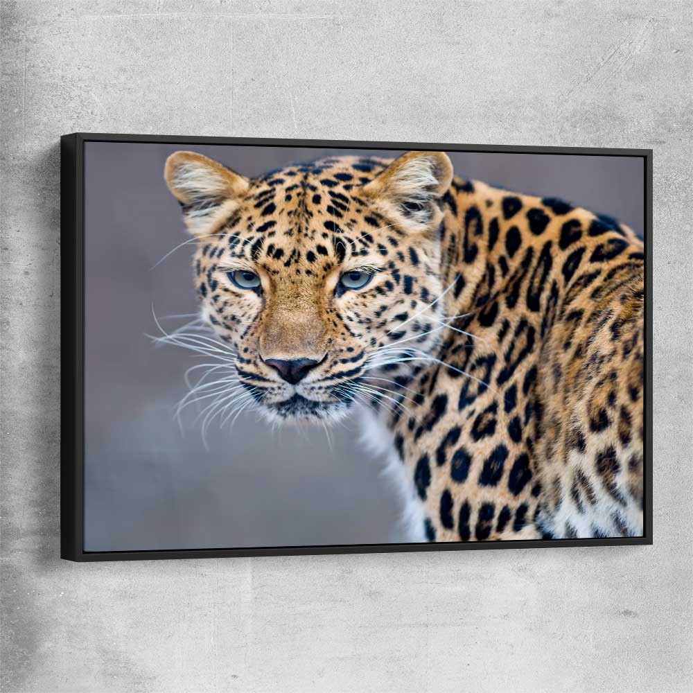 Animal wall art and canvas prints of Leopard Silent Watch with black framed canvas