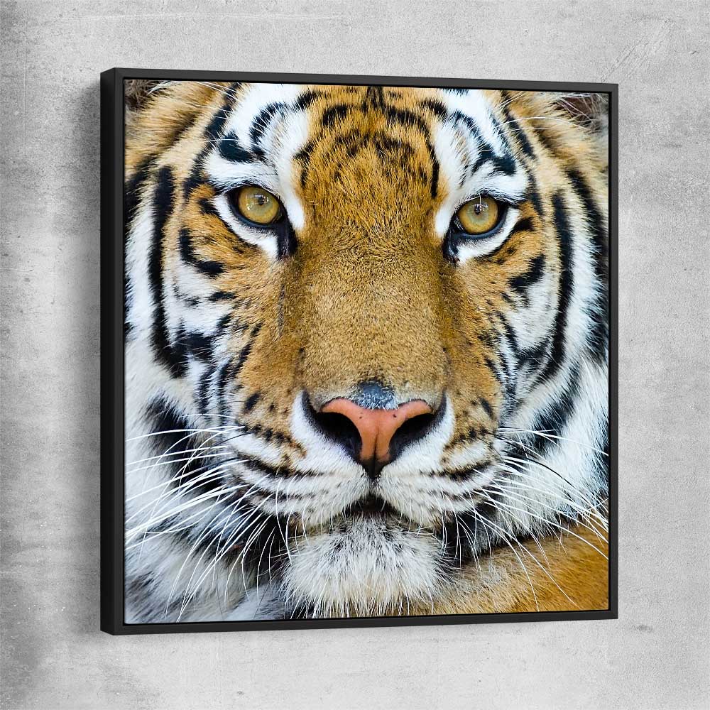 Animal wall art and canvas prints of Majestic Tiger Portrait with black framed canvas