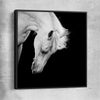 Animal wall art and canvas prints of Midnight White Horse with black framed canvas