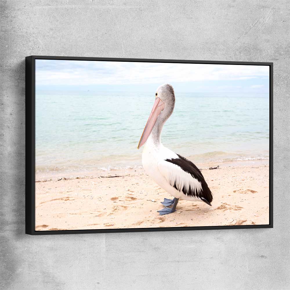 Animal wall art and canvas prints of Monkey Mia Pelican with black framed canvas