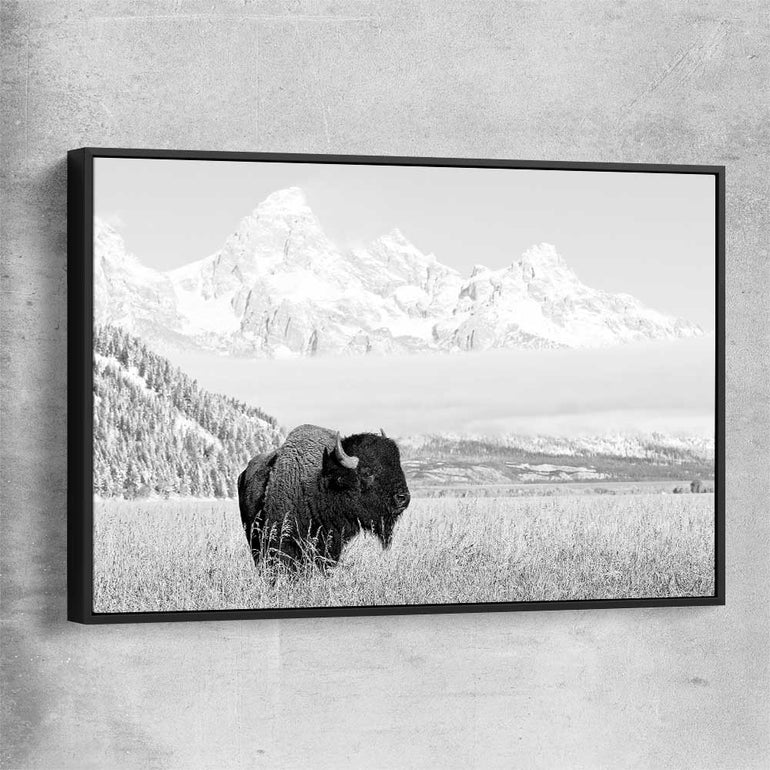Animal wall art and canvas prints of Mountain Bison with black framed canvas