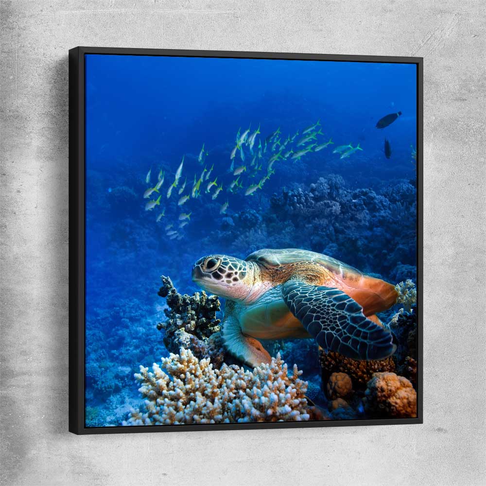 Animal wall art and canvas prints of Ocean Turtle Reef with black framed canvas