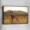 Animal wall art and canvas prints of Outback Kangaroo with black framed canvas