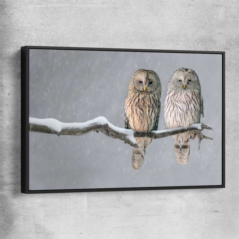 Animal wall art and canvas prints of Perched Owls with black framed canvas