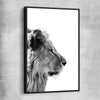 Animal wall art and canvas prints of Pondering Lion with black framed canvas