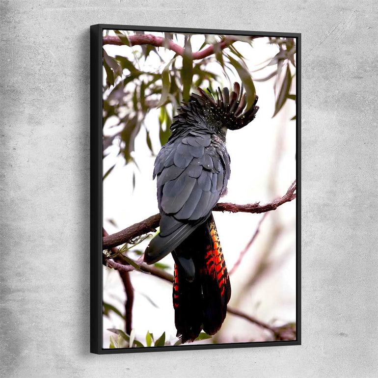 Animal wall art and canvas prints of Red Tail Cockatoo with black framed canvas