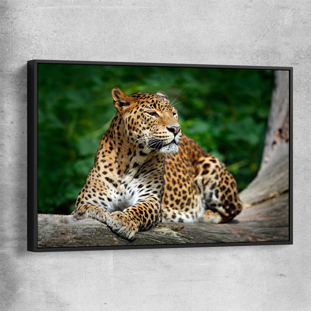 Animal wall art and canvas prints of Resting Leopard with black framed canvas