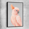 Animal wall art and canvas prints of Salmon-crested Cockatoo with black framed canvas