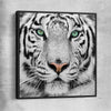 Animal wall art and canvas prints of Silent White Tiger with black framed canvas