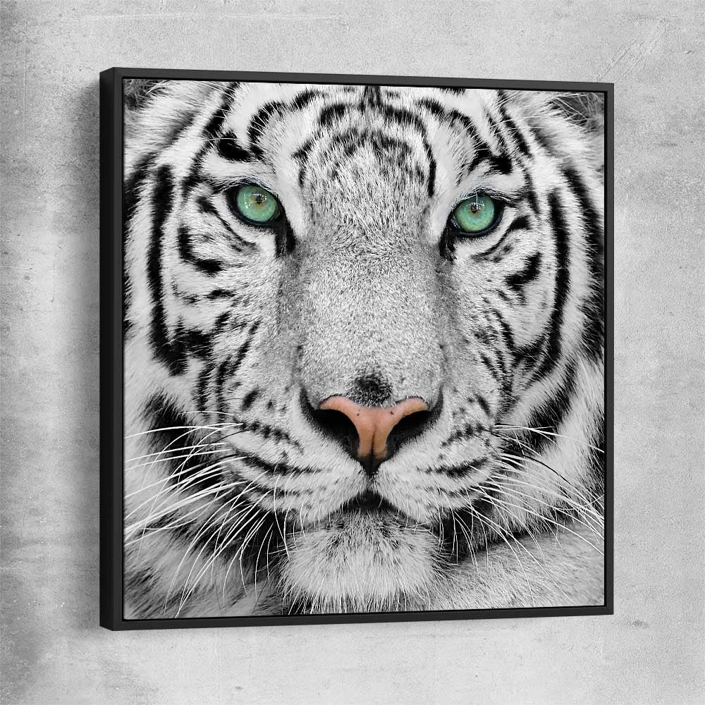 Animal wall art and canvas prints of Silent White Tiger with black framed canvas