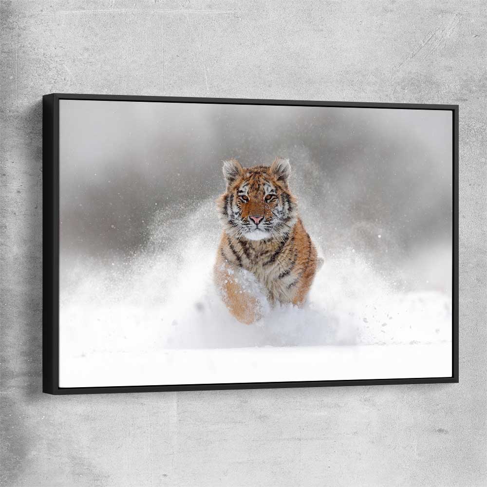 Animal wall art and canvas prints of Snow Tiger Charge with black framed canvas
