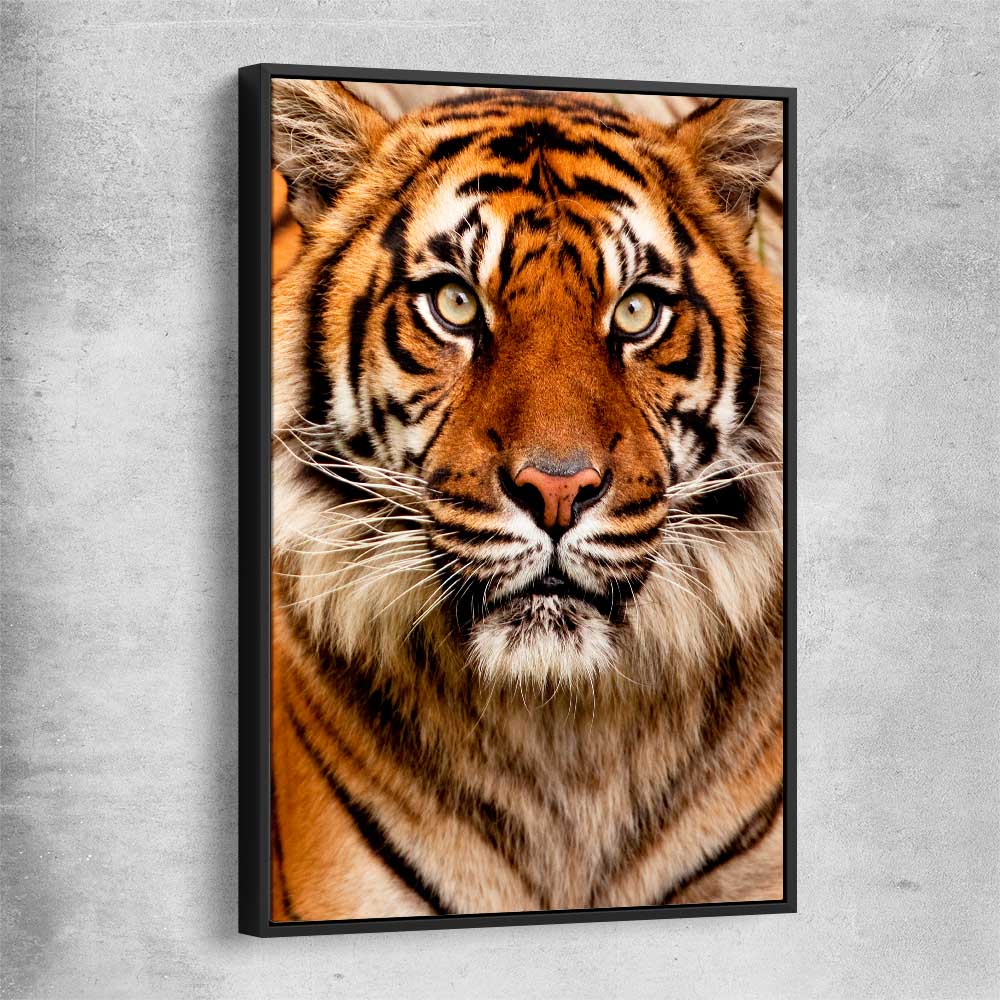 Animal wall art and canvas prints of Tiger Silent Power with black framed canvas