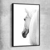 Animal wall art and canvas prints of White Horse Elegance with black framed canvas