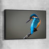 Animal wall art and canvas prints of Wild Kingfisher with black framed canvas