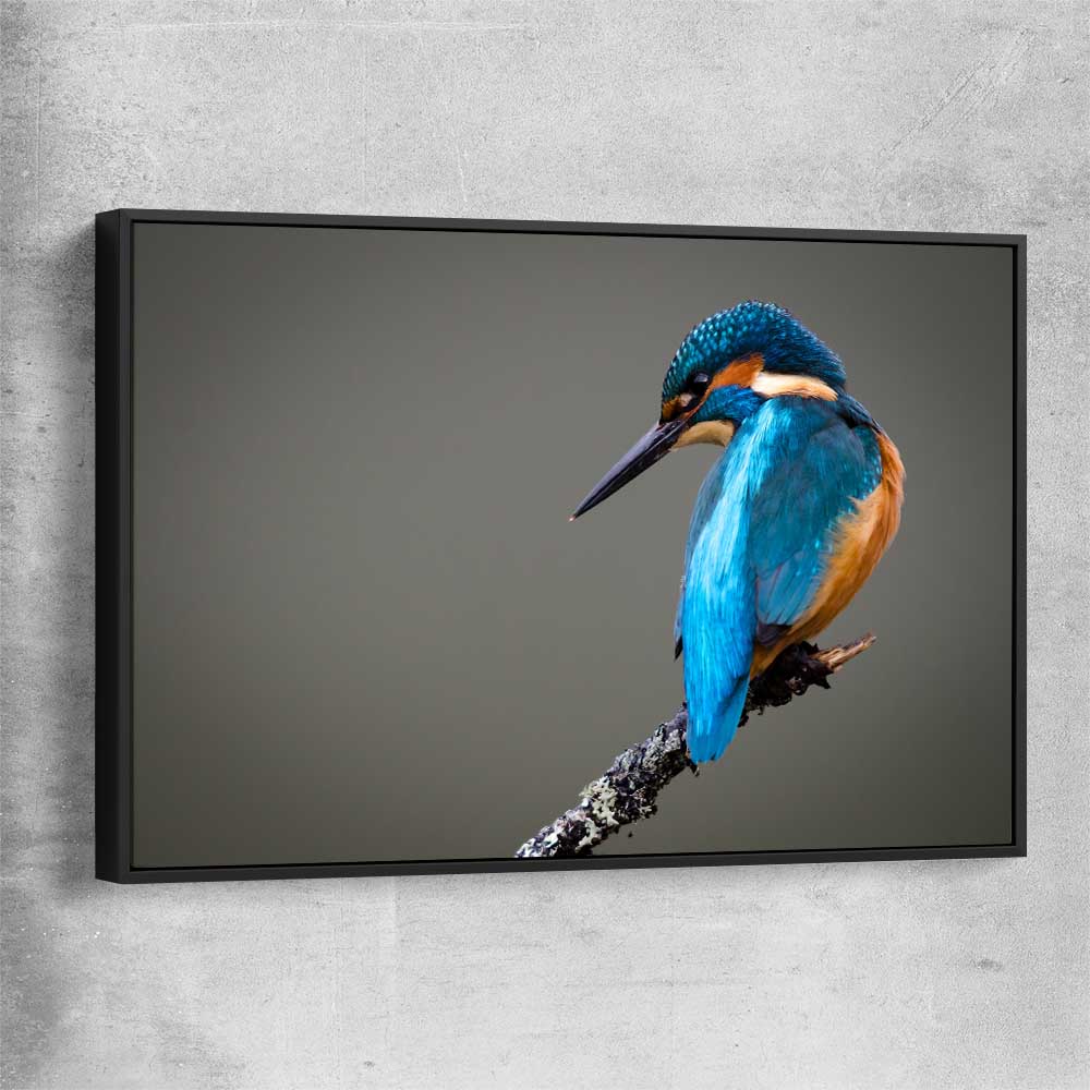 Animal wall art and canvas prints of Wild Kingfisher with black framed canvas