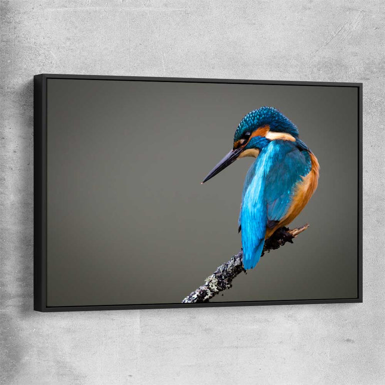 Animal wall art and canvas prints of Wild Kingfisher with black framed canvas