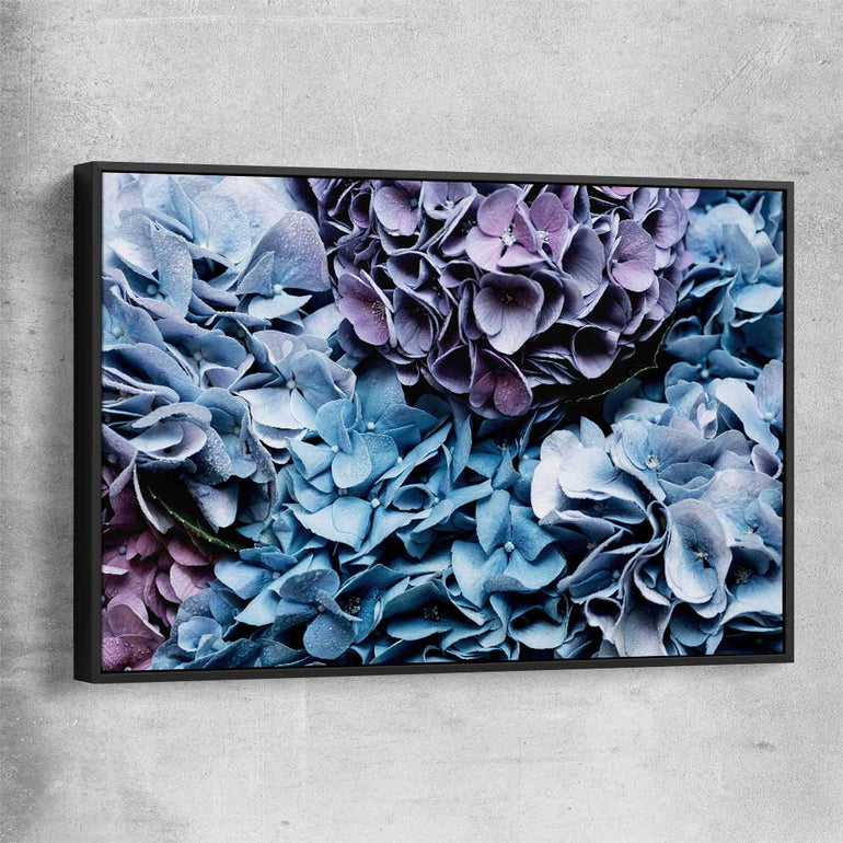 Floral print of Blue Hydrangea with black framed canvas