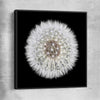 Inspirational wall art print of Isolated Dandelion with black framed canvas
